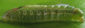 Anthene seltuttus affinis - Later Larvae